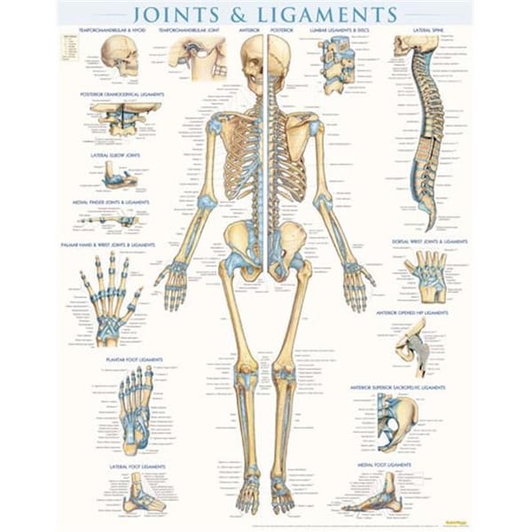 Barcharts BarCharts 9781423228714 Joints & Ligaments - Laminated Quickstudy Easel 9781423228714 - main